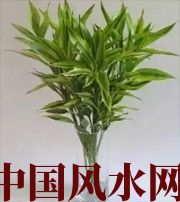 南通十二生肖养什么植物最旺财运？你知道吗！